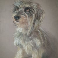 Rauhhaardackel, Pastell auf Karton, 20x30 cm, 160 €