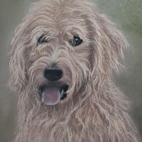 Hundeportrait
Pastell 20 x 30 cm 
130€